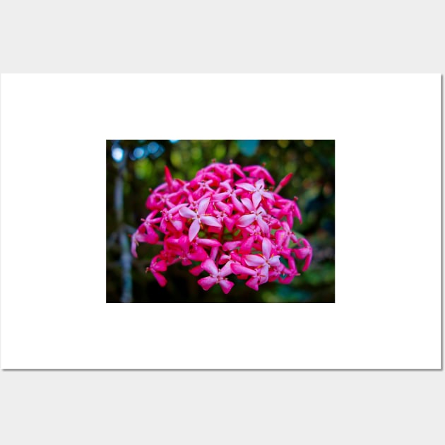 Hot Pink Tropical Cluster Wall Art by bobmeyers